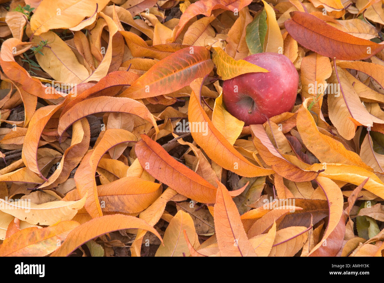 Fallen apple in autumn foliage. Stock Photo