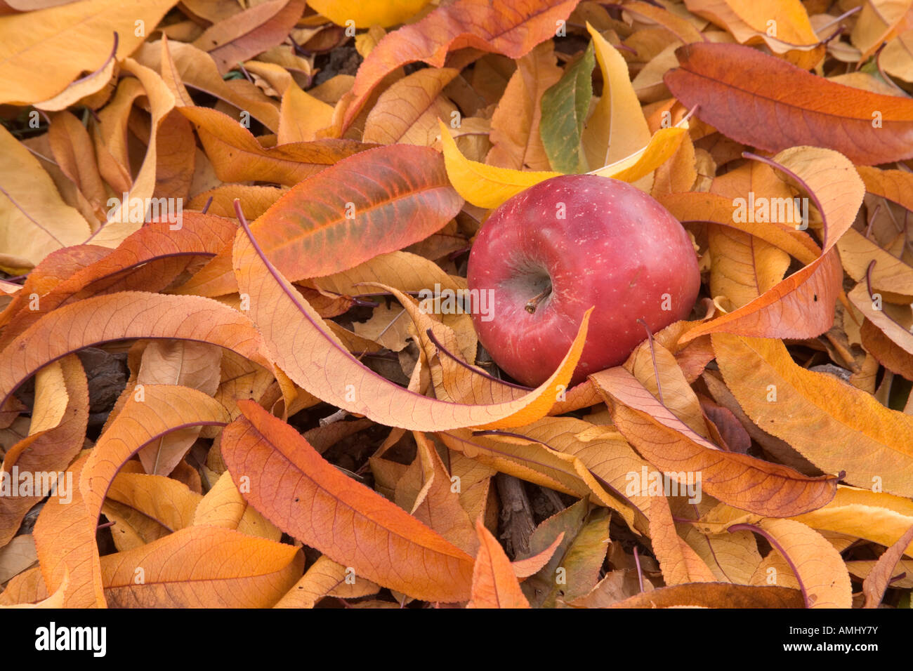 Fallen apple in autumn foliage. Stock Photo