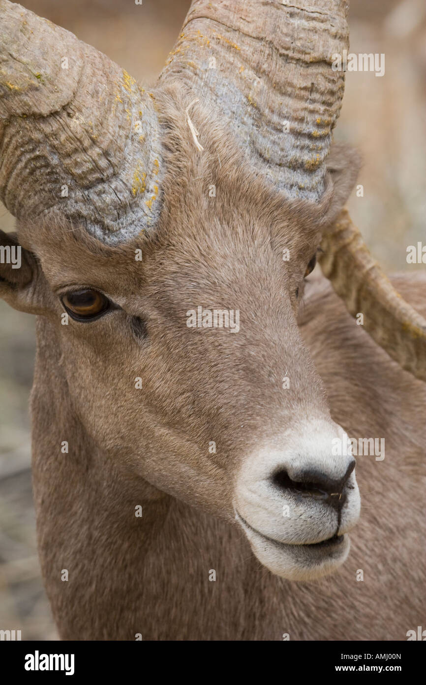 Endangered Peninsular Bighorn Ram photographed in Anza Borrego Desert ...