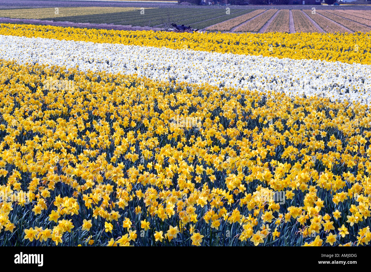 field Daffodils netherlands lisse Stock Photo Alamy
