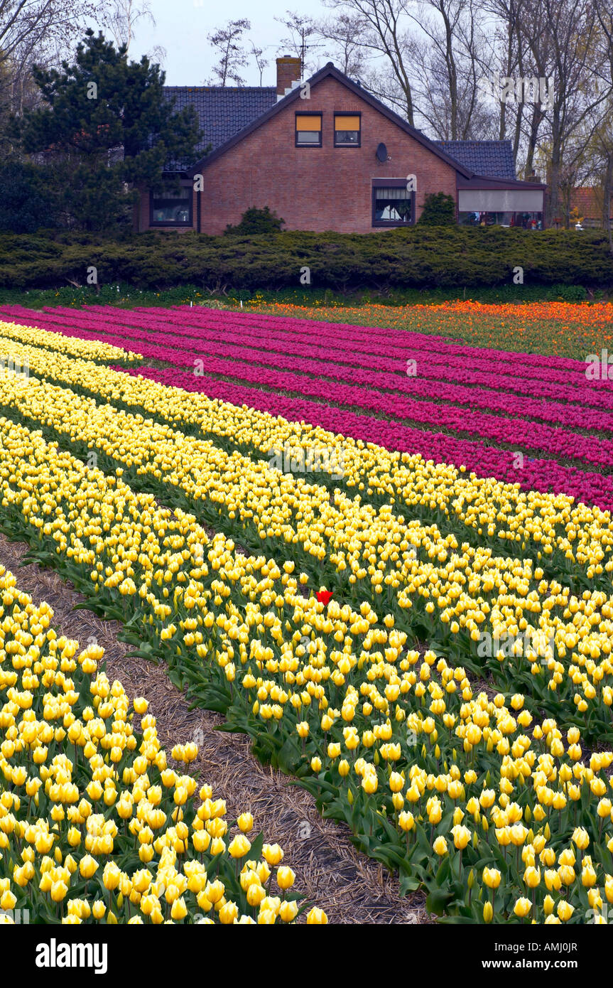 netherlands: lisse field of tulips Stock Photo - Alamy