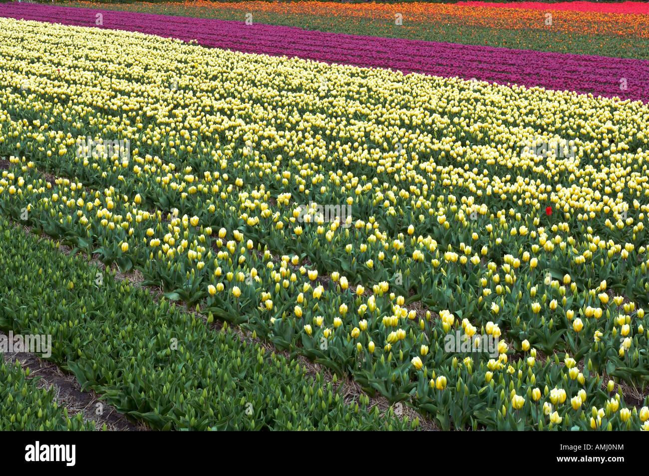 netherlands: lisse field of tulips Stock Photo - Alamy
