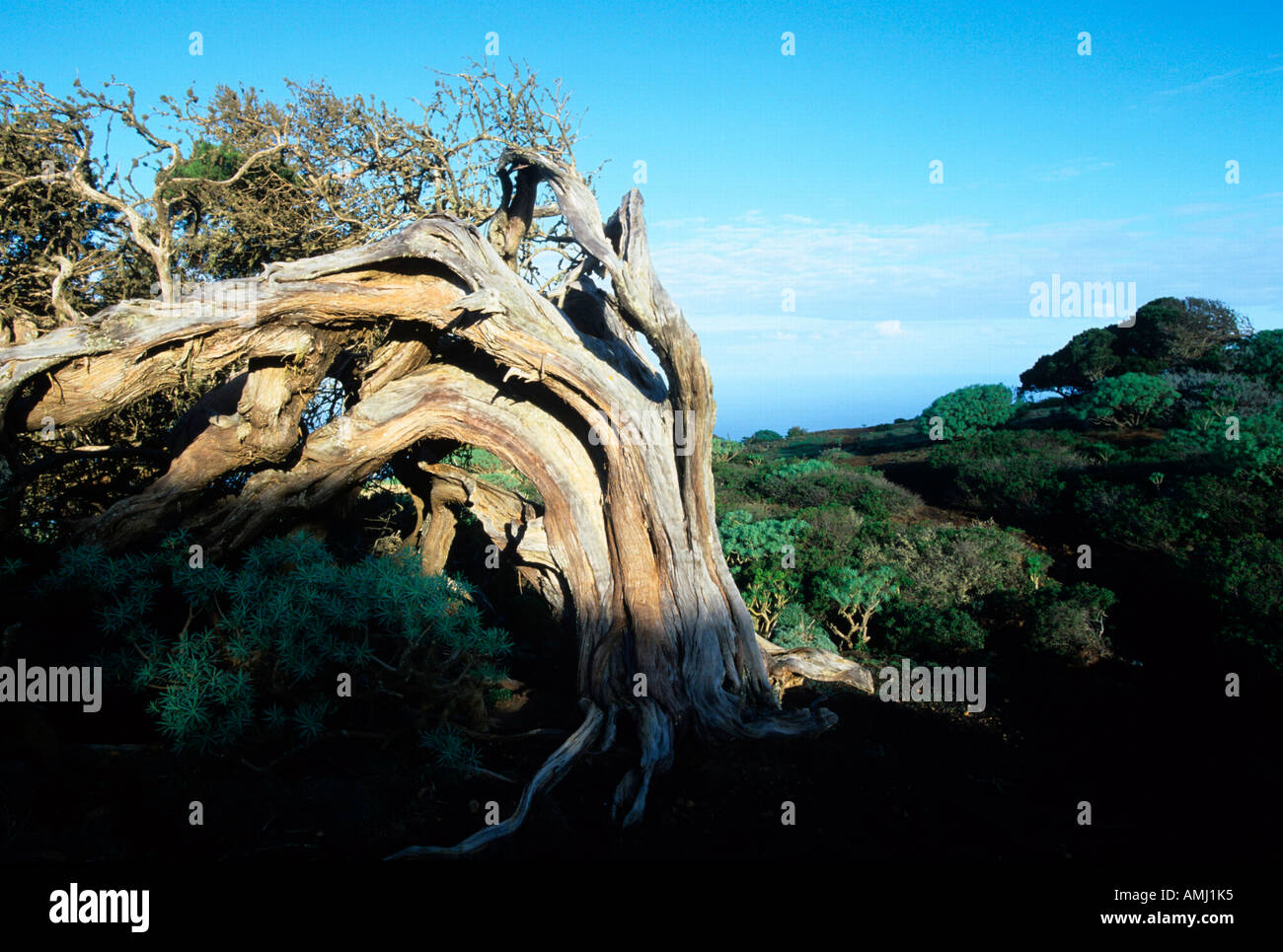 Spanien, El Hierro, El Sabinar, Wacholderbaum Stock Photo