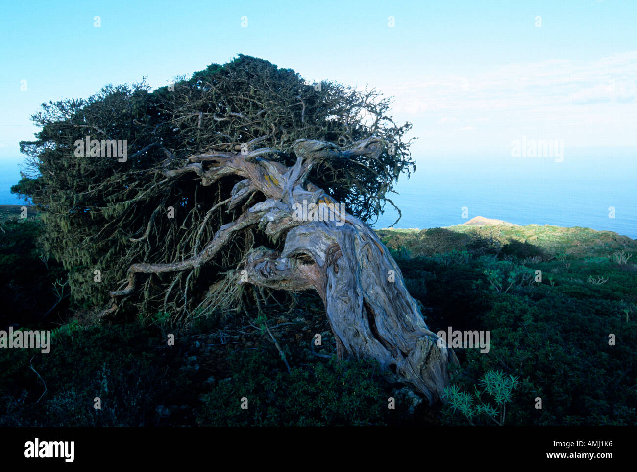 Spanien, El Hierro, El Sabinar, Wacholderbaum Stock Photo