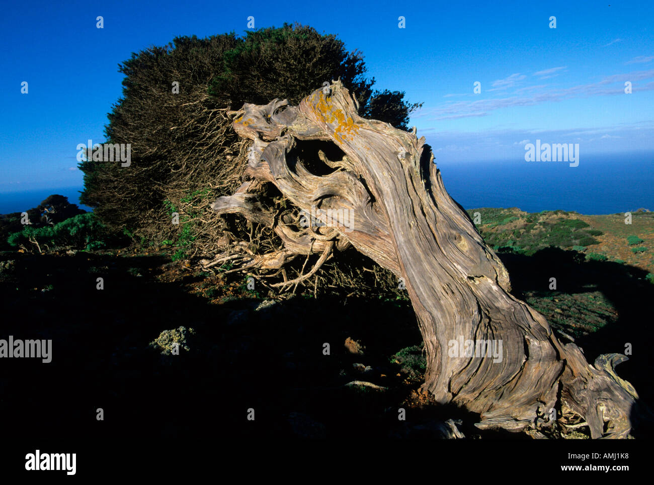 Spanien, El Hierro, El Sabinar, Wacholderbaum Stock Photo