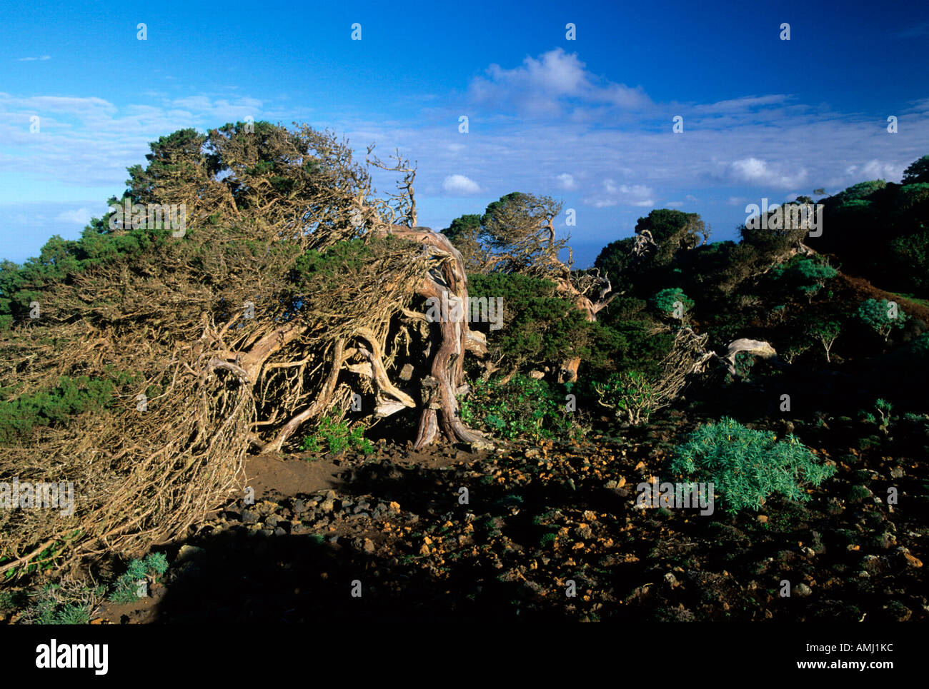 Spanien, El Hierro, El Sabinar, Wacholderbaum Stock Photo