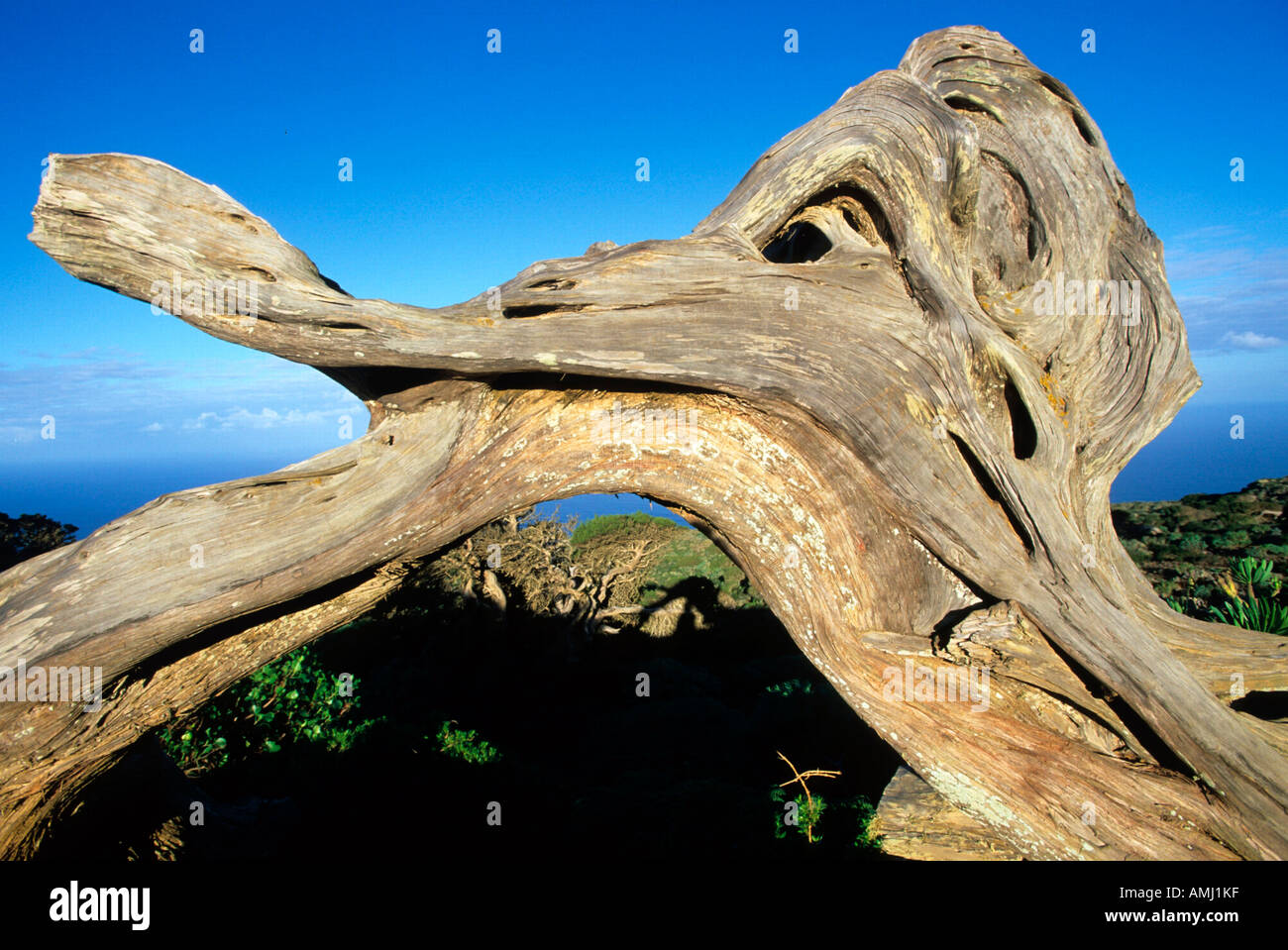 Spanien, El Hierro, El Sabinar, Wacholderbaum Stock Photo