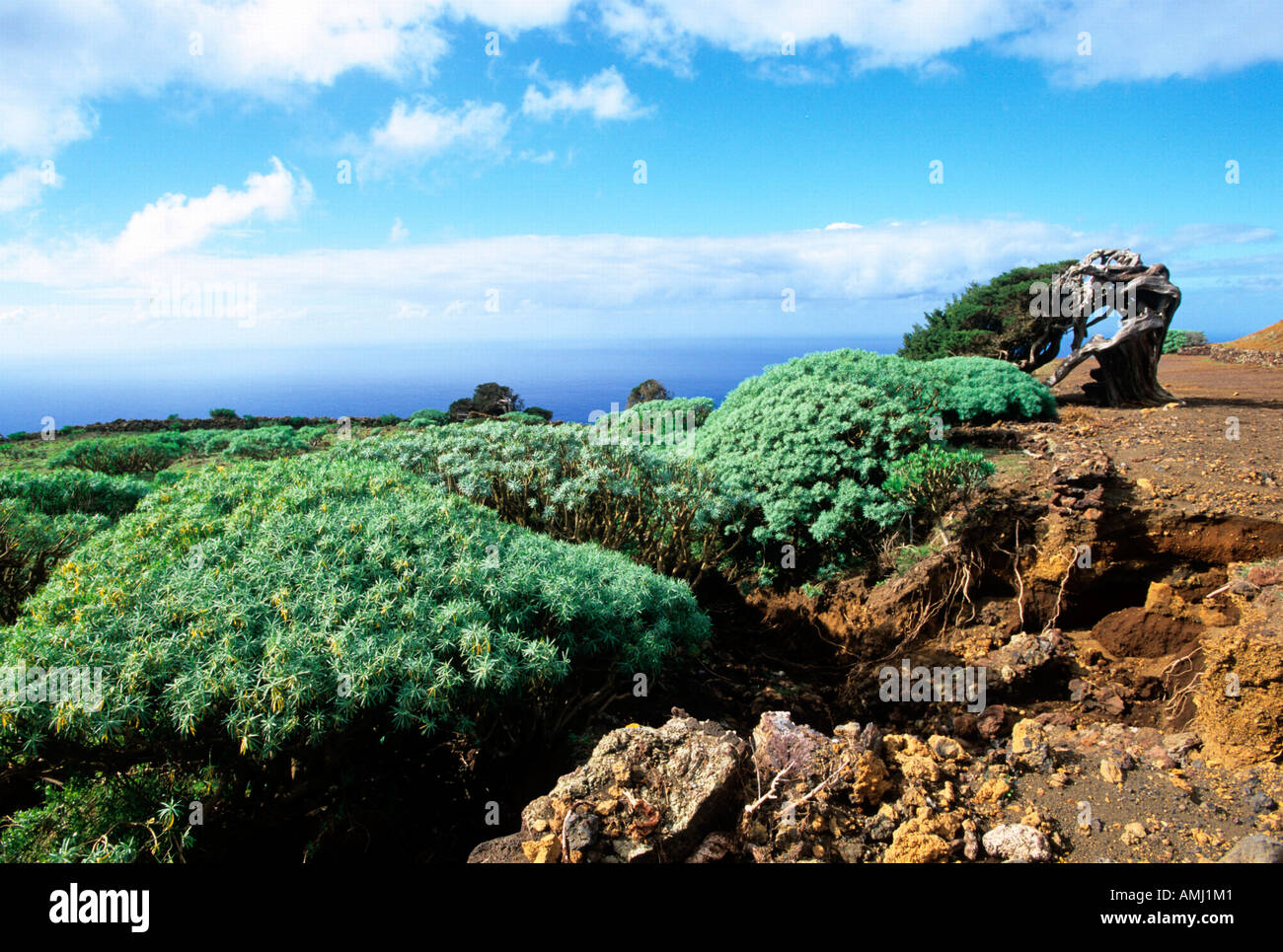 Spanien, El Hierro, El Sabinar in La Dehesa, der letzte zusammenhängende Wacholderwald der Insel. Stock Photo