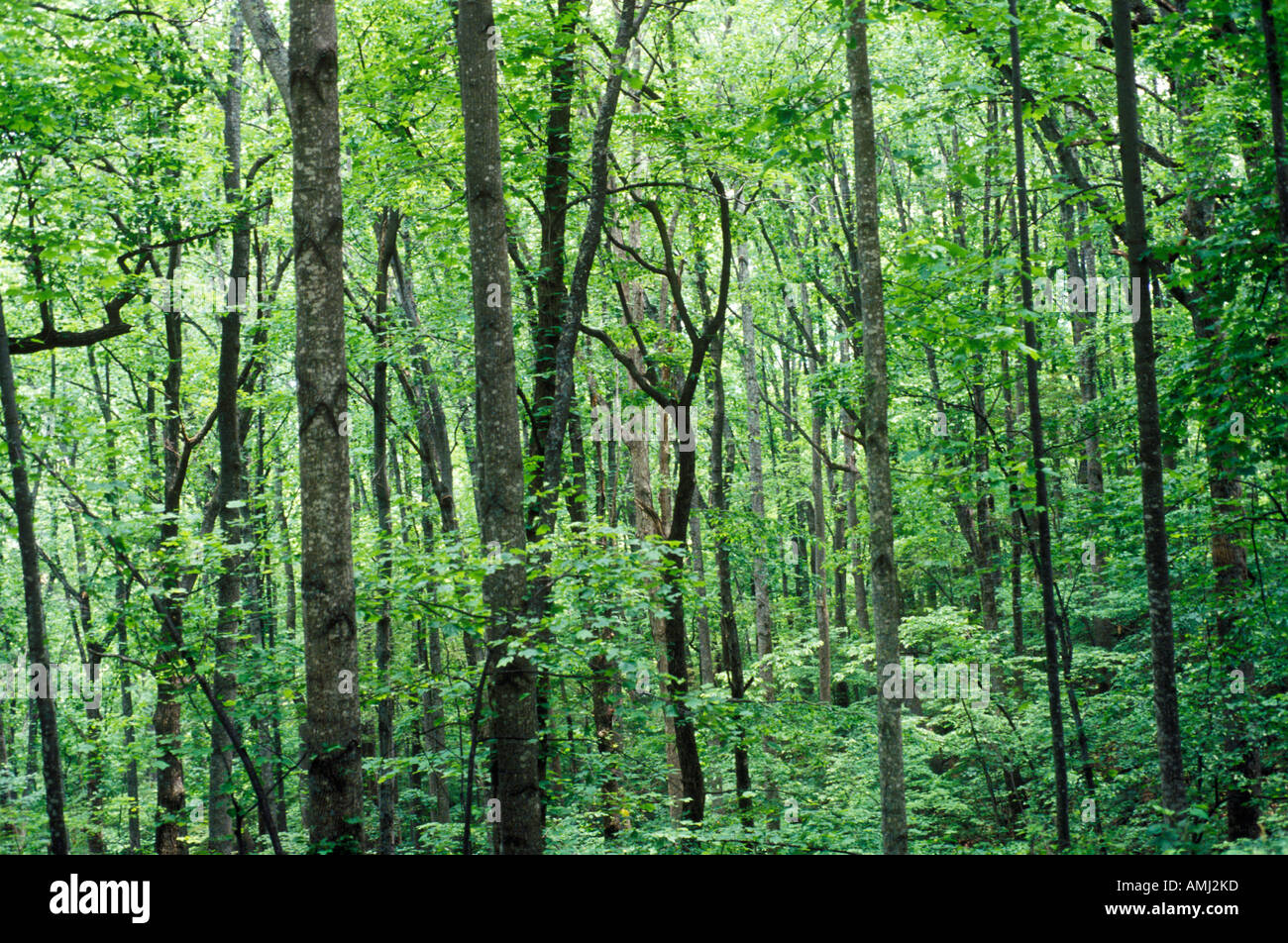 Forest in Blue Ridge Mountains VA in full foliage Stock Photo - Alamy