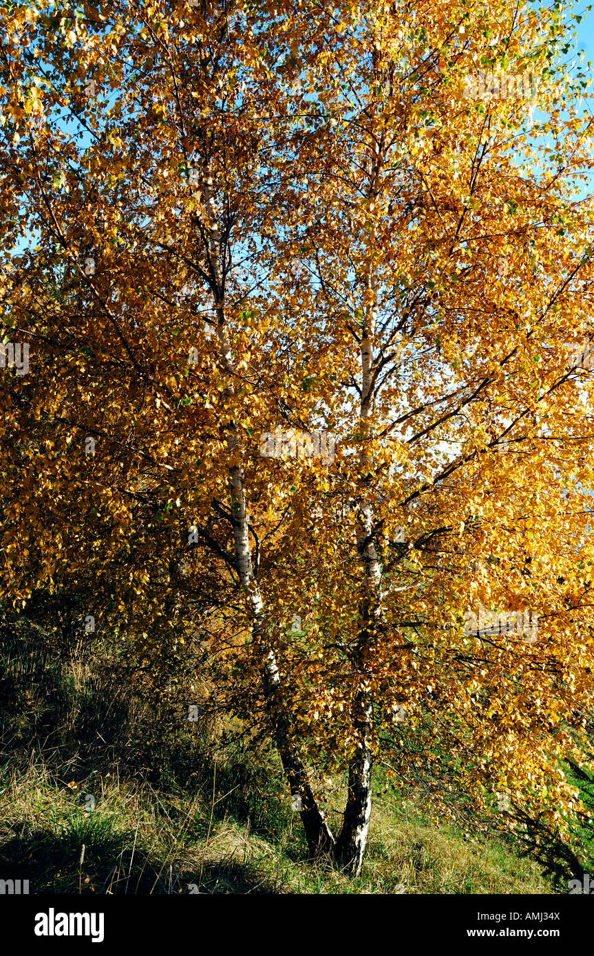 Autumn colors in the woods Stock Photo