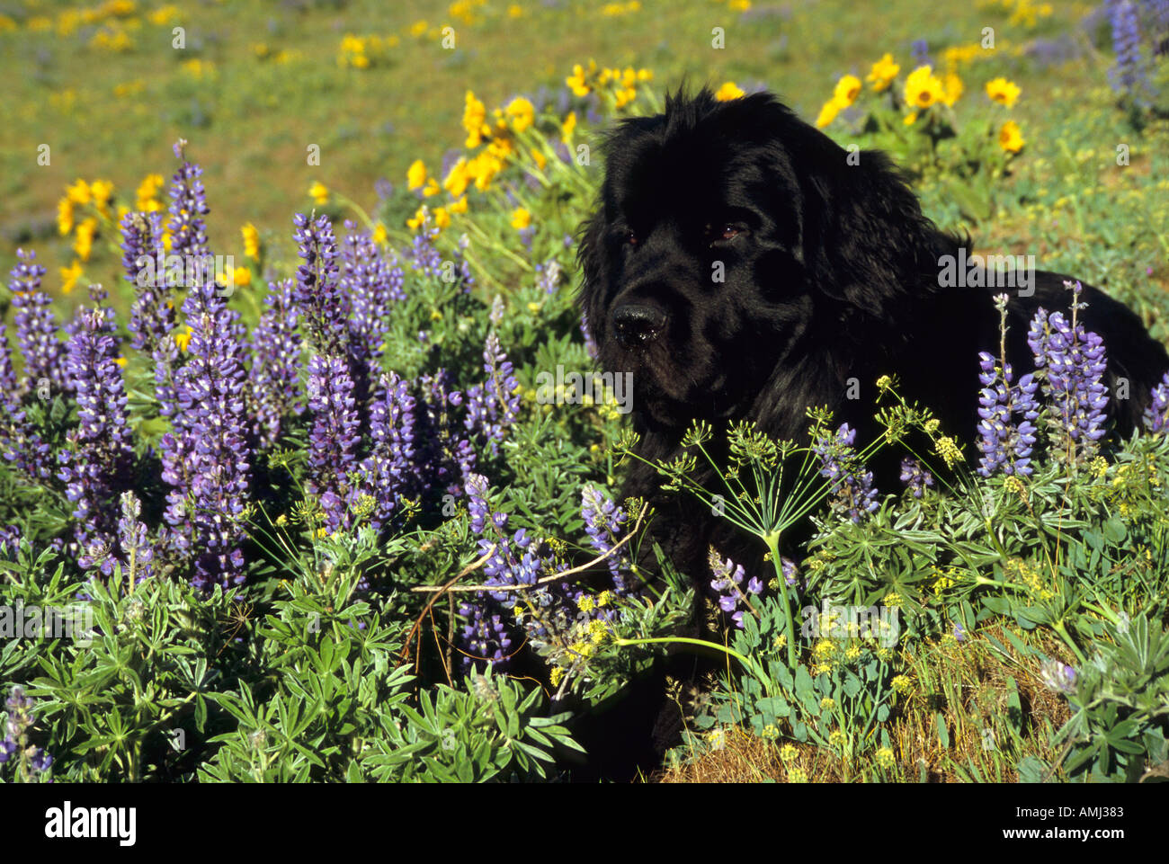 Newfoundland in wildflowers Stock Photo