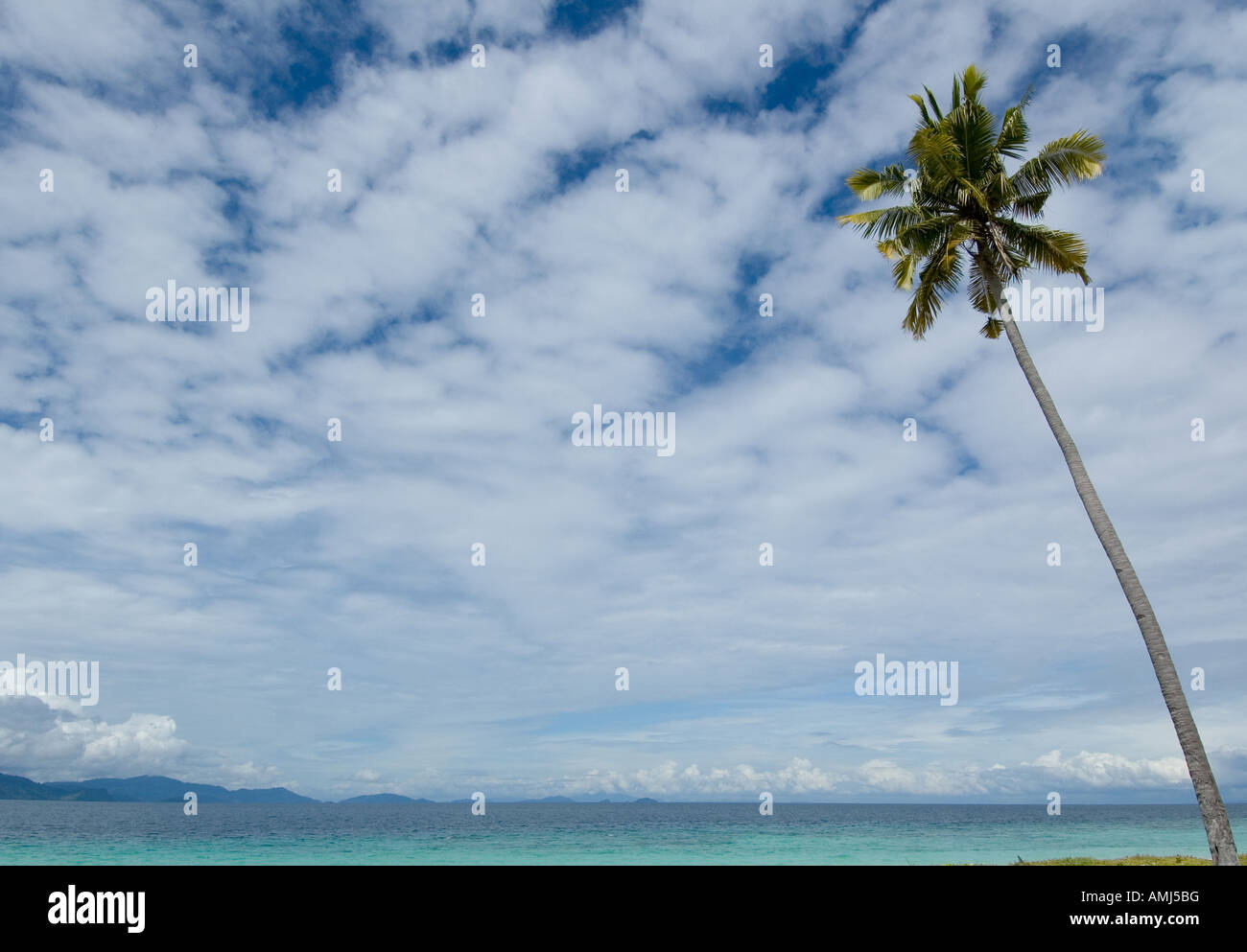 tropical background with space for text Stock Photo