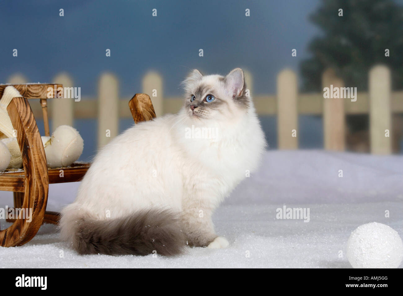 Sacred Cat of Birma blue tabby point Birman Stock Photo Alamy
