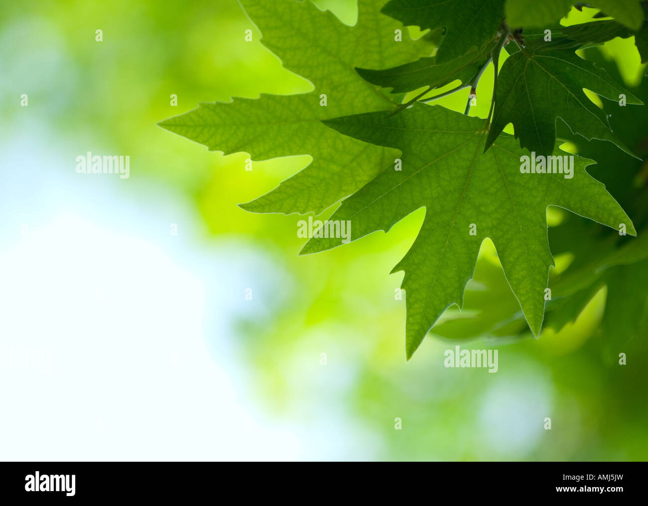 Spring maple bright green leaves hi-res stock photography and images ...