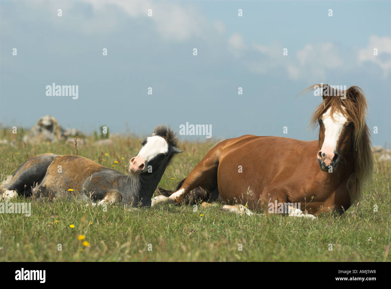 Stackpole national nature reserve hi-res stock photography and images ...