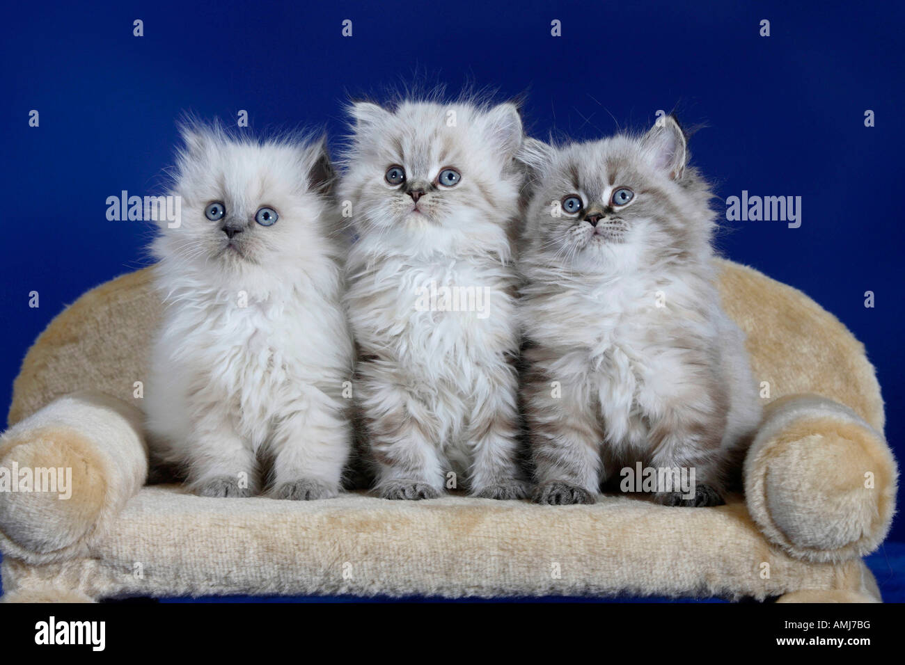 British Longhair Cats kittens Highlander Lowlander Britanica Stock Photo