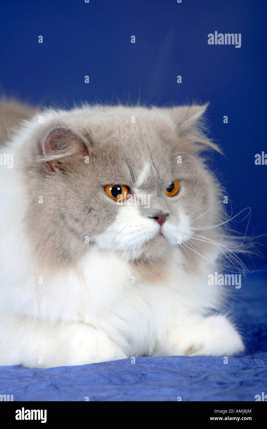 British longhair cat lilac white hires stock photography and images