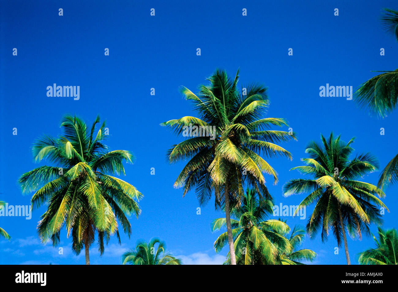 Dominikanische Republik, Samana Halbinsel, Kokospalmen Stock Photo