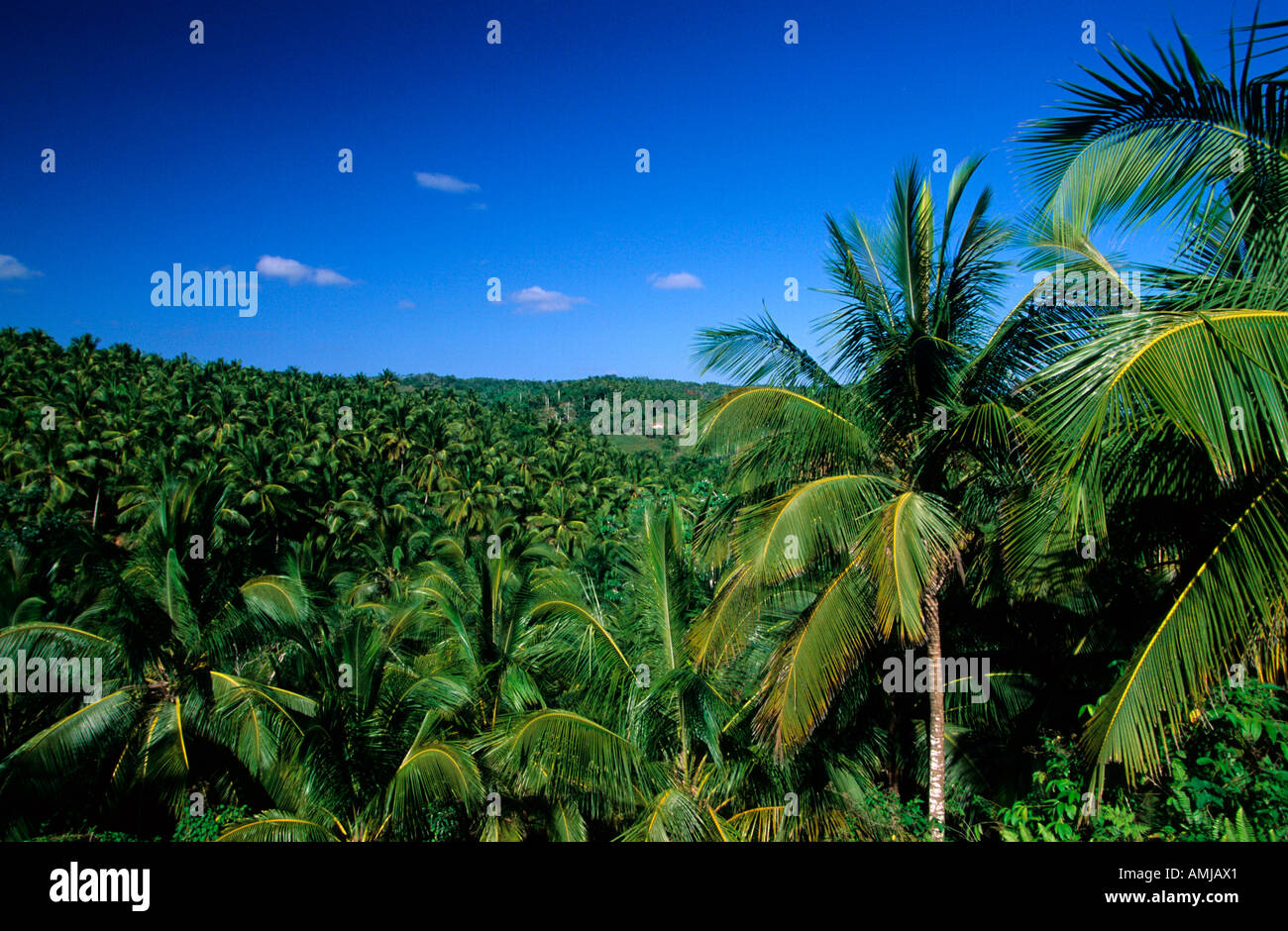 Dominikanische Republik, Samana Halbinsel, Kokospalmen Stock Photo