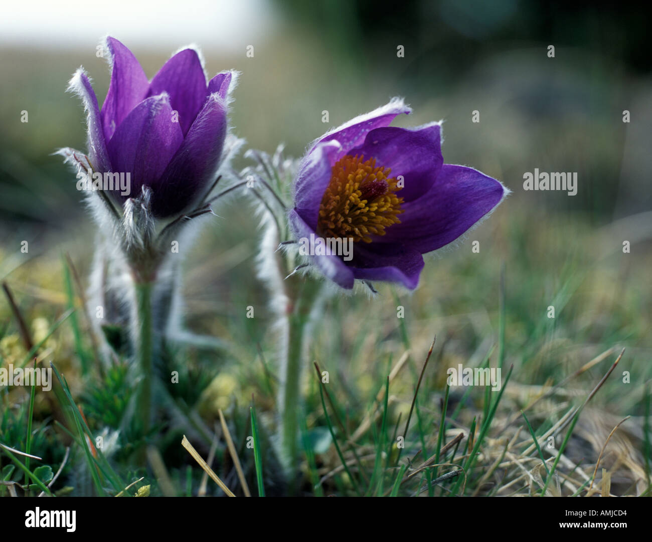 Pulsatilla vulgaris Stock Photo