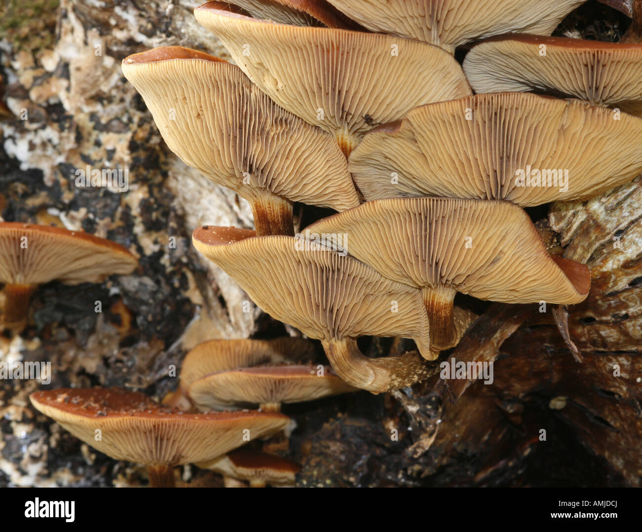 Funeral bell fungus hires stock photography and images Alamy