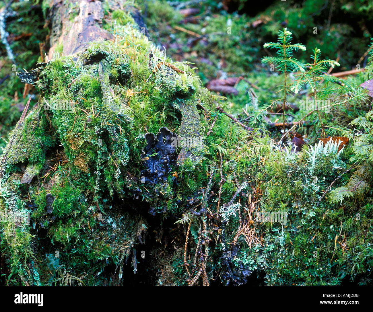 Primeval forest Stock Photo