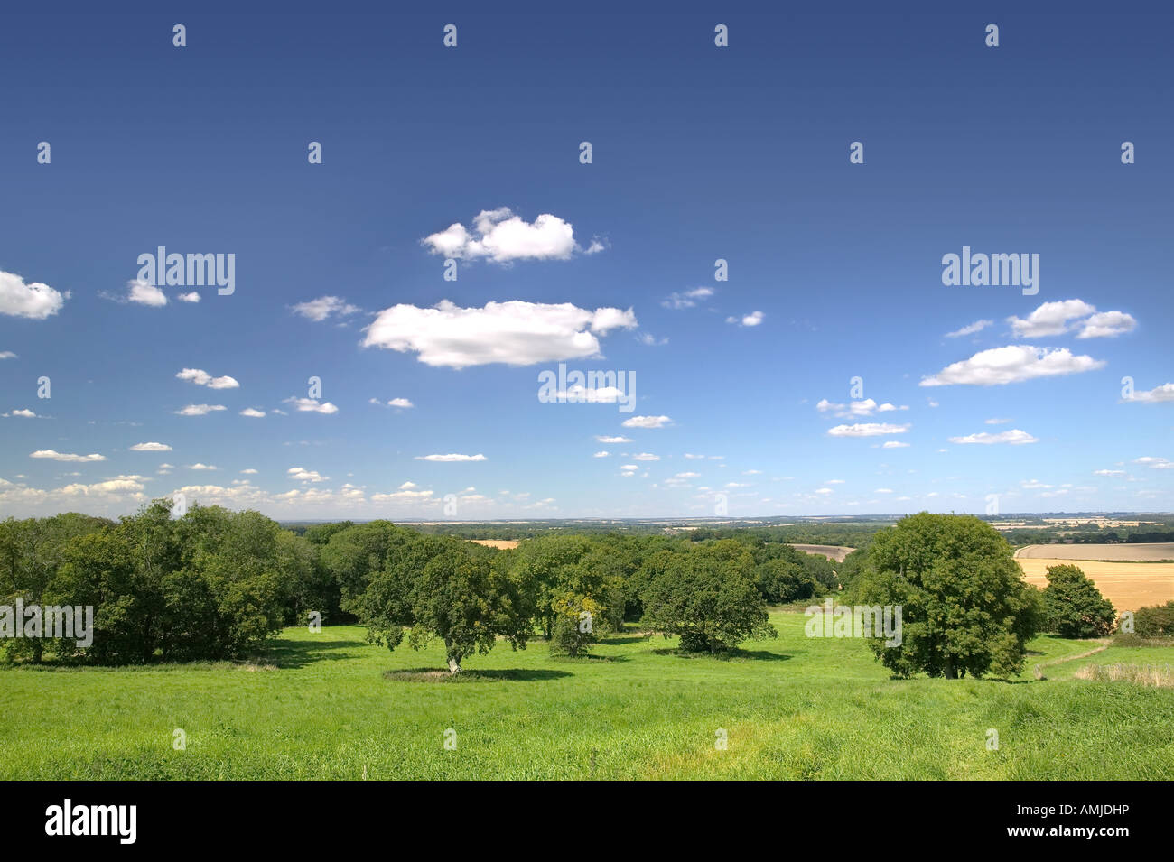 Oak trees in the foreground and fields in the distance under a blue cloudy sky Stock Photo
