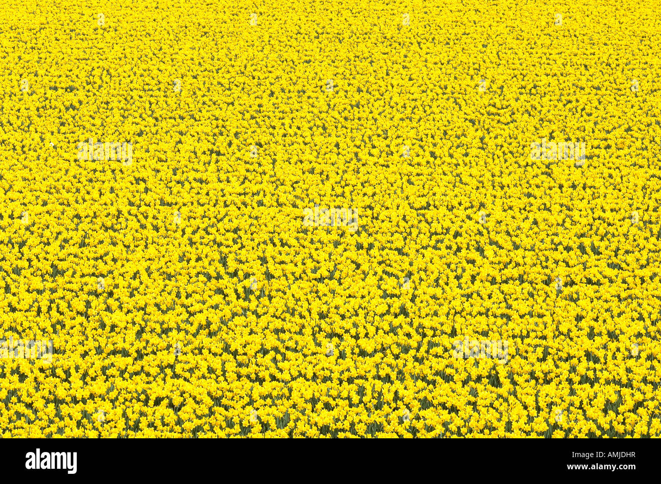 Field of yellow narcissus daffodils Stock Photo