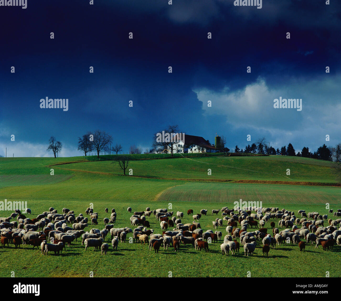 dense flock of sheep on a meadow Stock Photo - Alamy