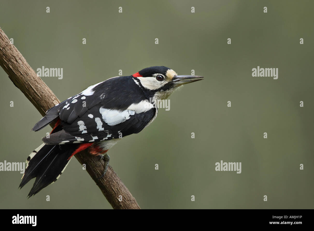 Greater spotted woodpecker with attitude Stock Photo