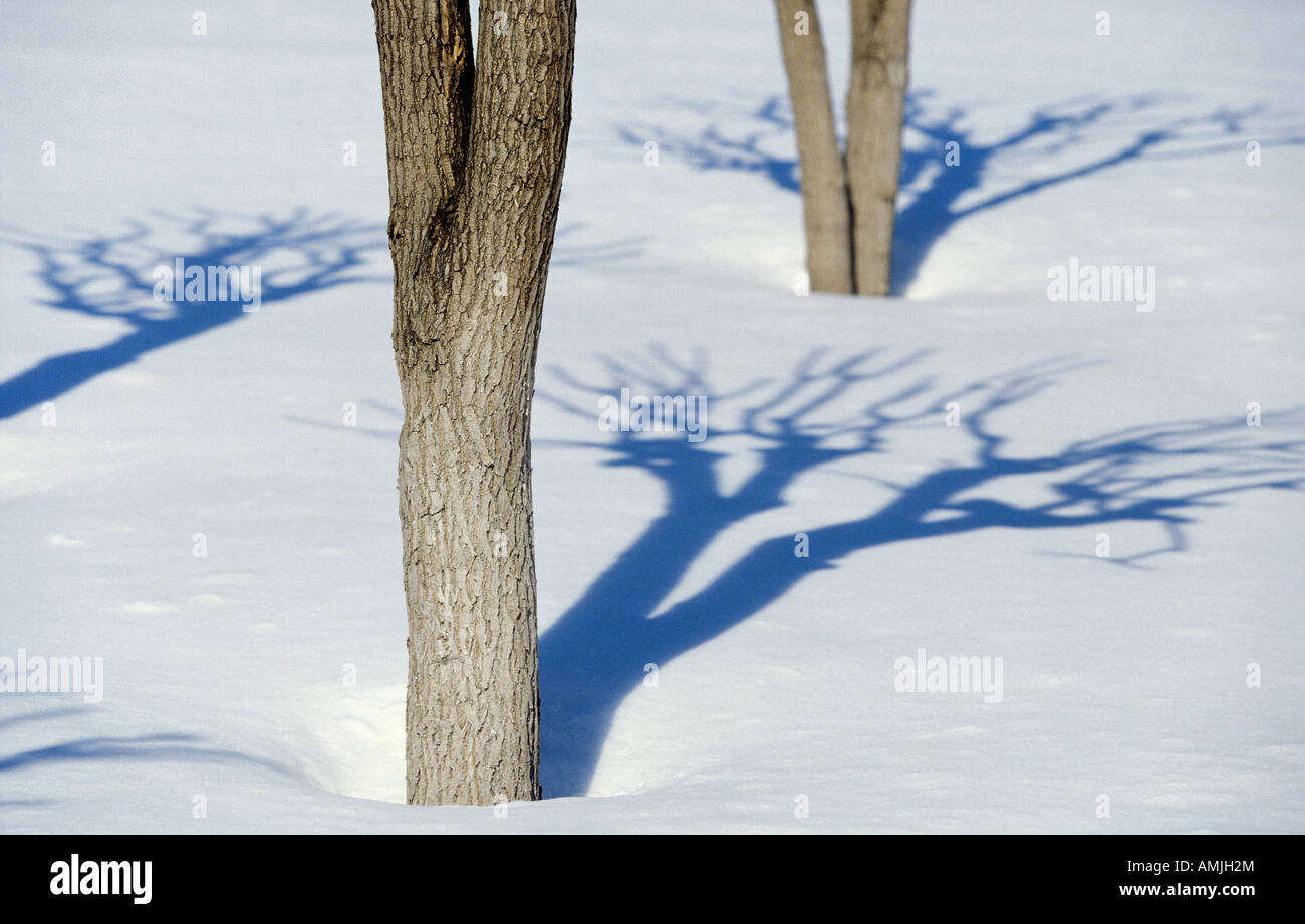 Shadows from trees on snow Stock Photo - Alamy