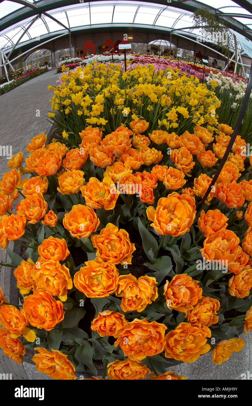 Tulip apeldoorns elite hires stock photography and images Alamy