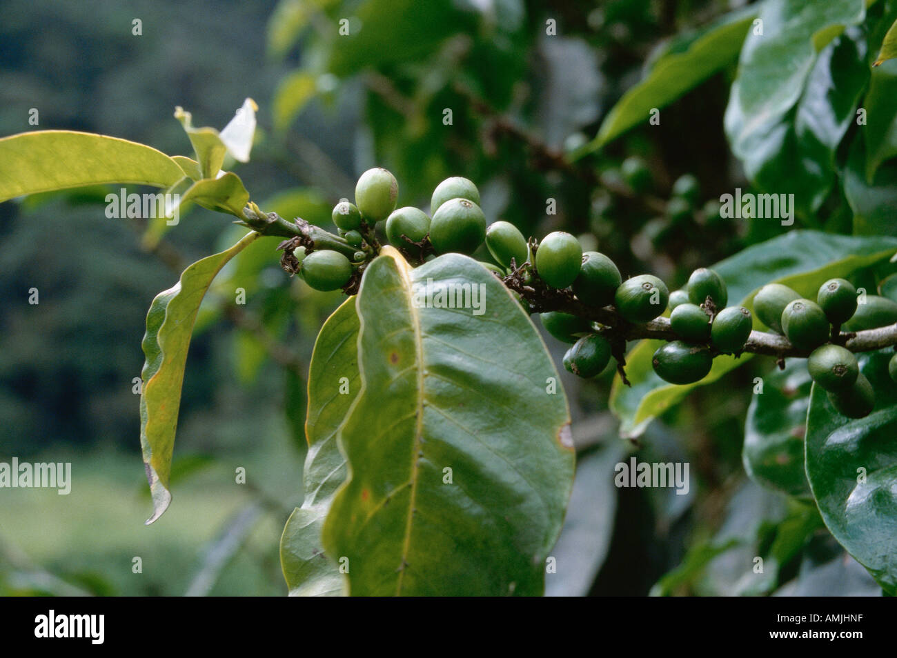 Coffee Beans, Costa Rica Stock Photo Alamy