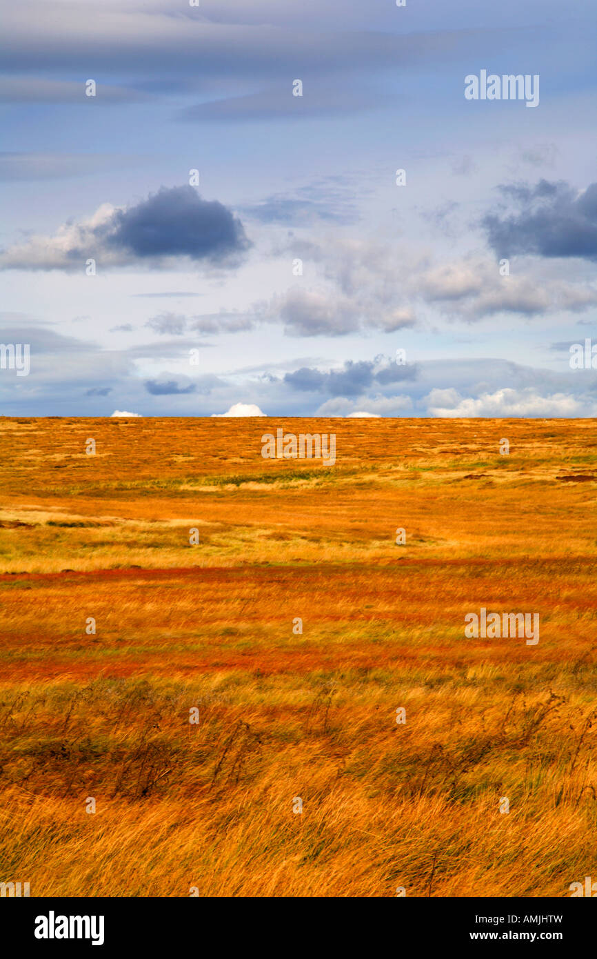 Heather on Blubberhouses Moor North Yorkshire England Stock Photo Alamy