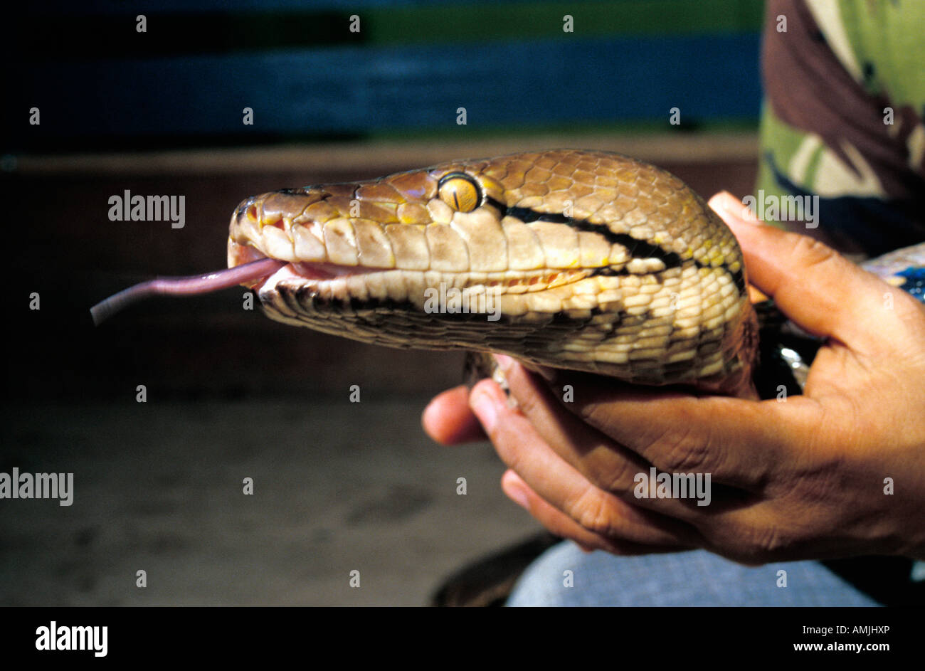 Netzpython indonesien familly with tame Reticulated Python Python reticulatus animals exotische Haustiere Haustiere house pets K Stock Photo