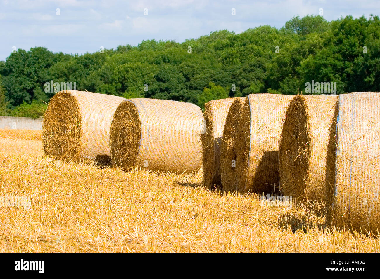 Round bales of straw in a field at harvest time Stock Photo Alamy