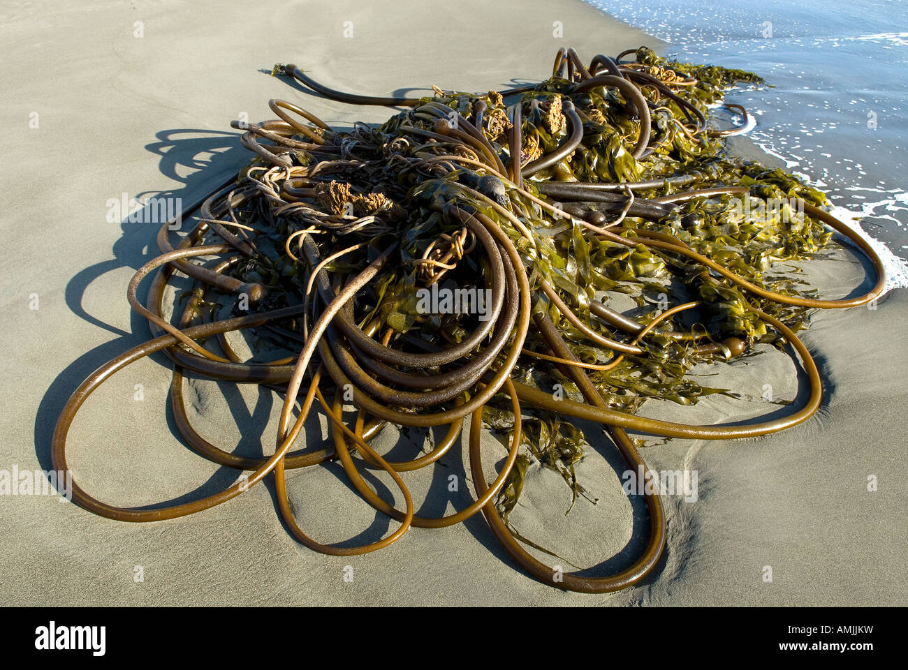 Giant sea weed on sandy beach, Northern California, USA. Stock Photo