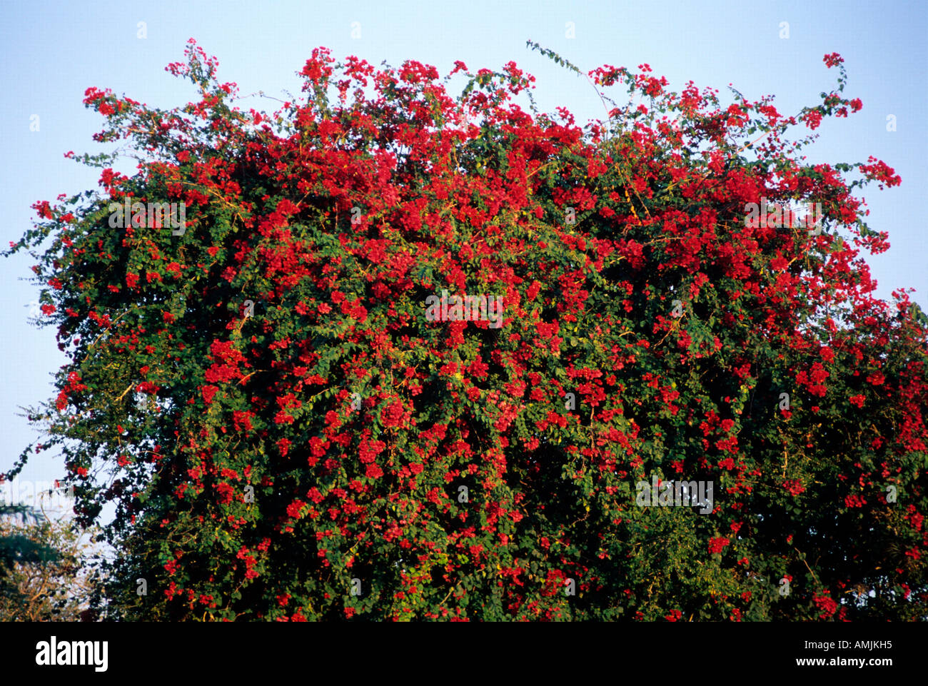 Mexiko, Yucatan,  Vegetation Stock Photo