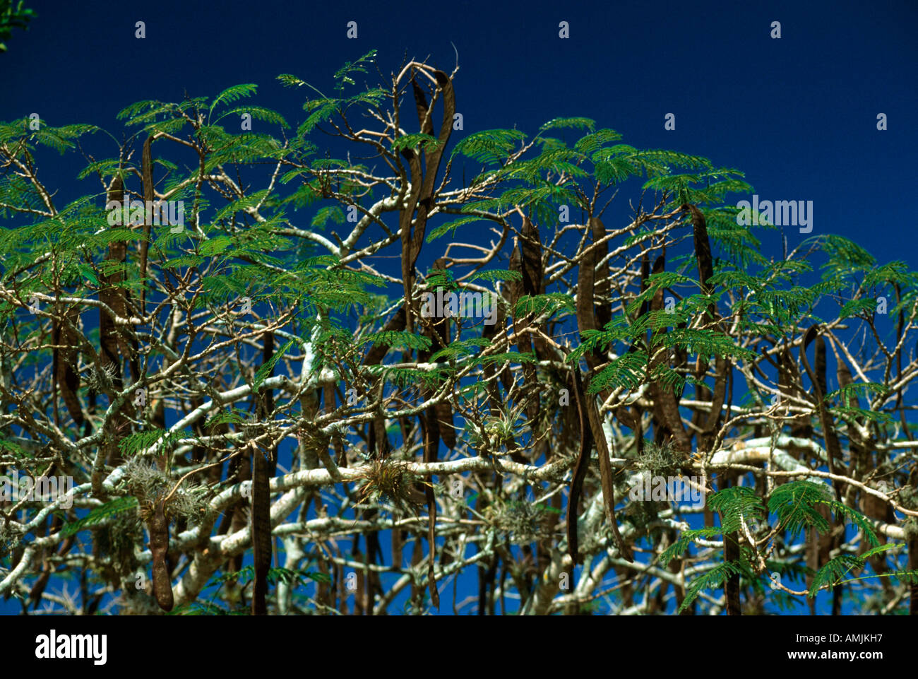 Mexiko, Yucatan, Johannisbrotbaum Stock Photo