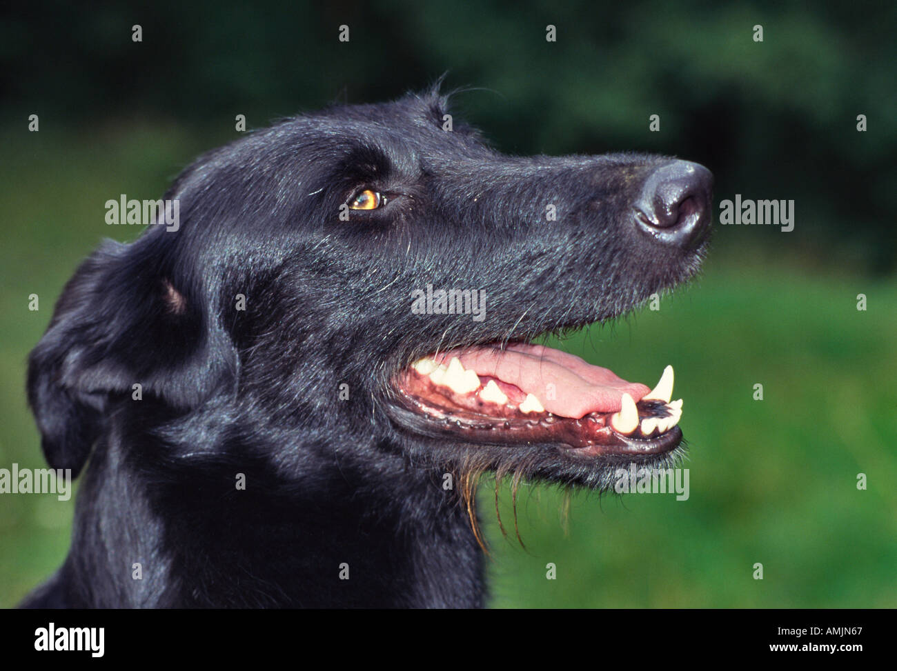 MR Portrait of a dog head profil Stock Photo - Alamy