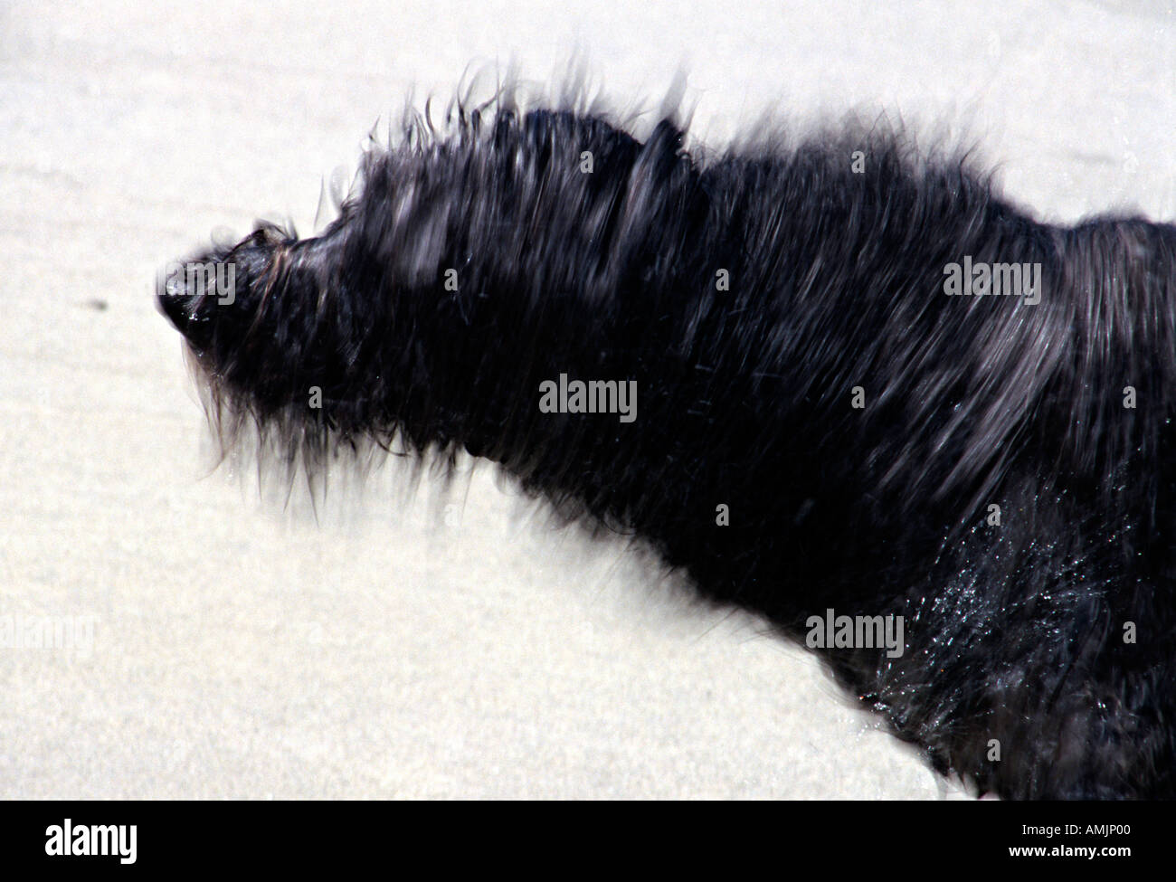 MR wet black dog shaking after a bath Stock Photo Alamy