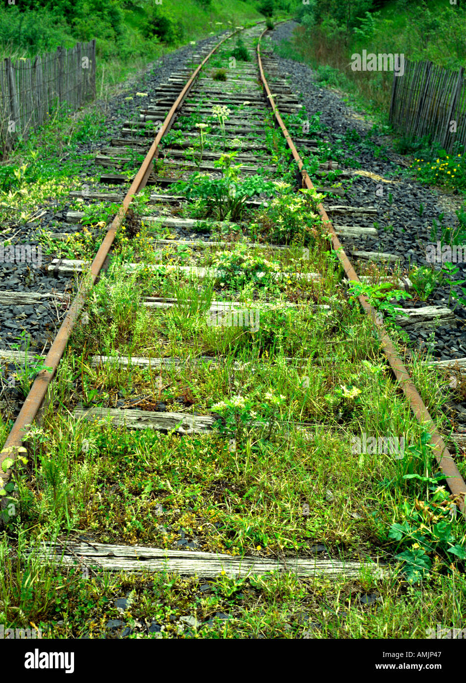 ailway tracks covered with plants decommissioned railway conquered from the nature Stock Photo