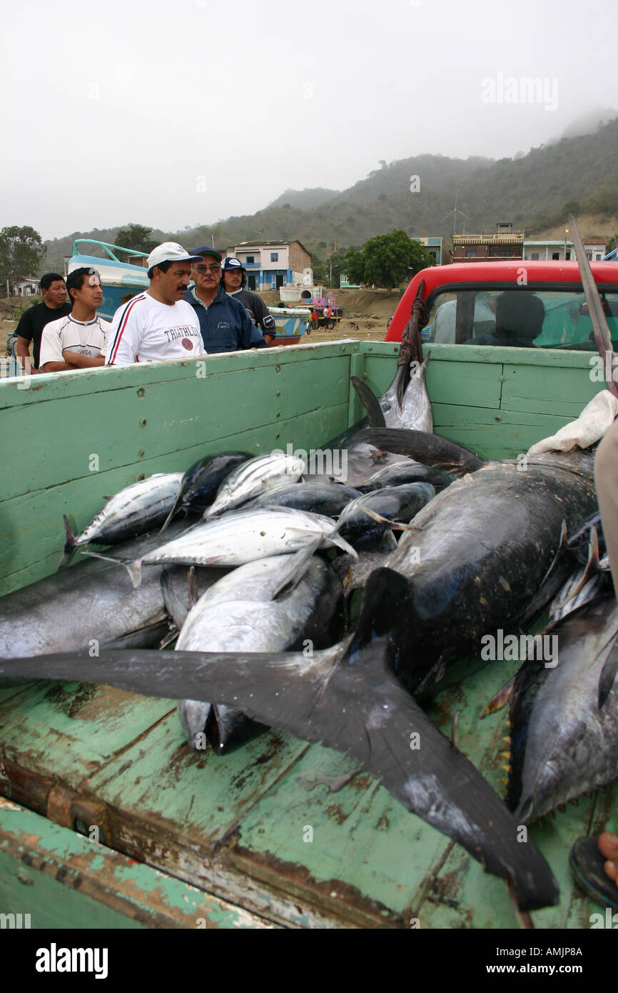 truck load of marlin tuna other fish after a day at sea for the