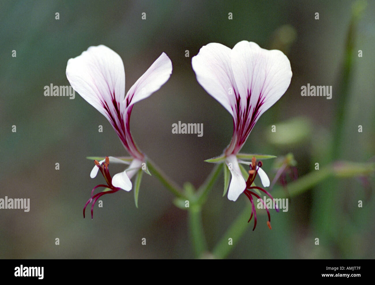Square-stemmed Pelargonium, Pelargonium tetragonum, Geraniaceae. South Africa. Stock Photo