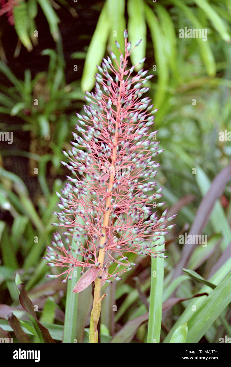 Bromeliad, Portea petropolitana, Bromeliaceae. Southeast Brazil (to Bahia). Stock Photo