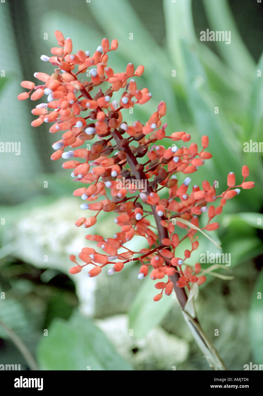 Medinilla speciosa, Melastomataceae Stock Photo
