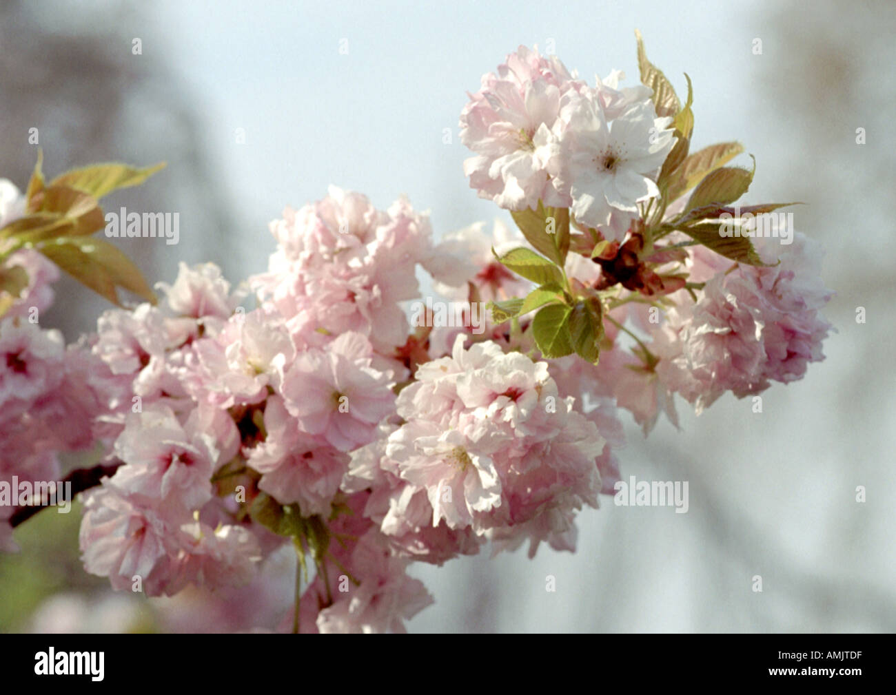 Ornamental Flowering Cherry Blossom, Rosaceae Stock Photo