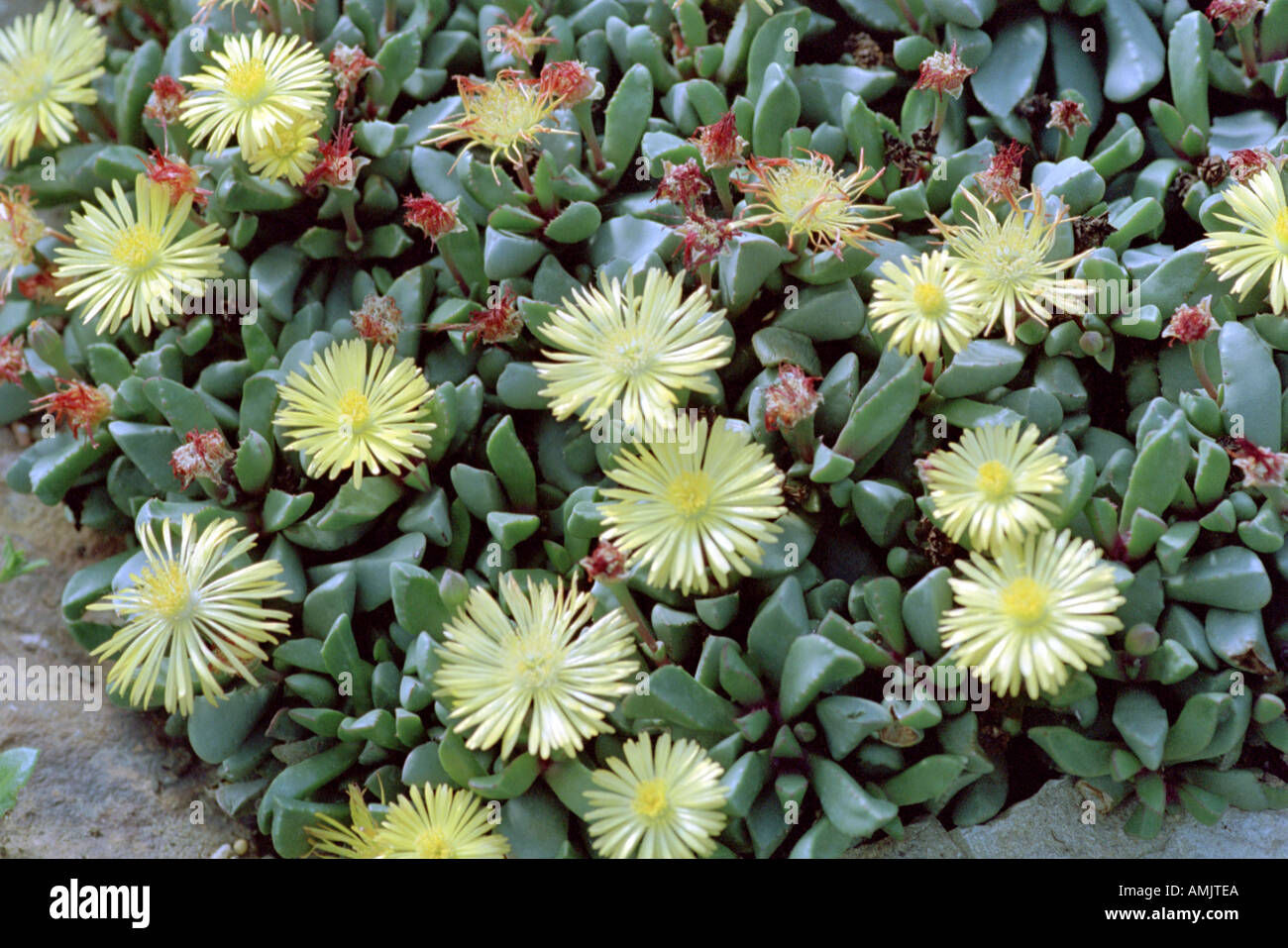 Stone Plants or Carpet Weeds Bijlia tugwelliae syn. Hereroa tugwelliae Aizoaceae Stock Photo