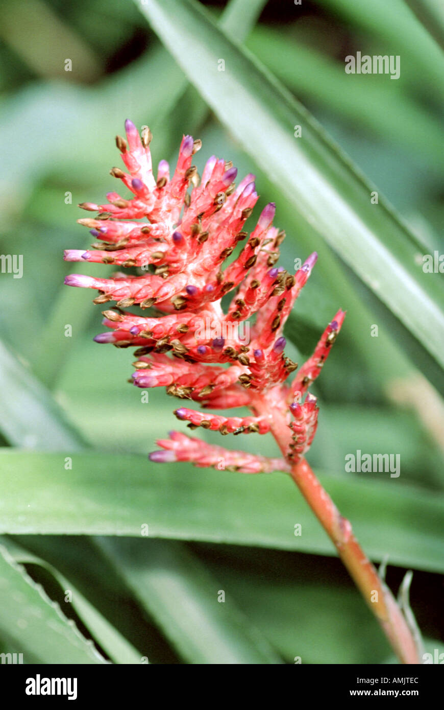 Hohenbergia catingae, Bromeliad Stock Photo