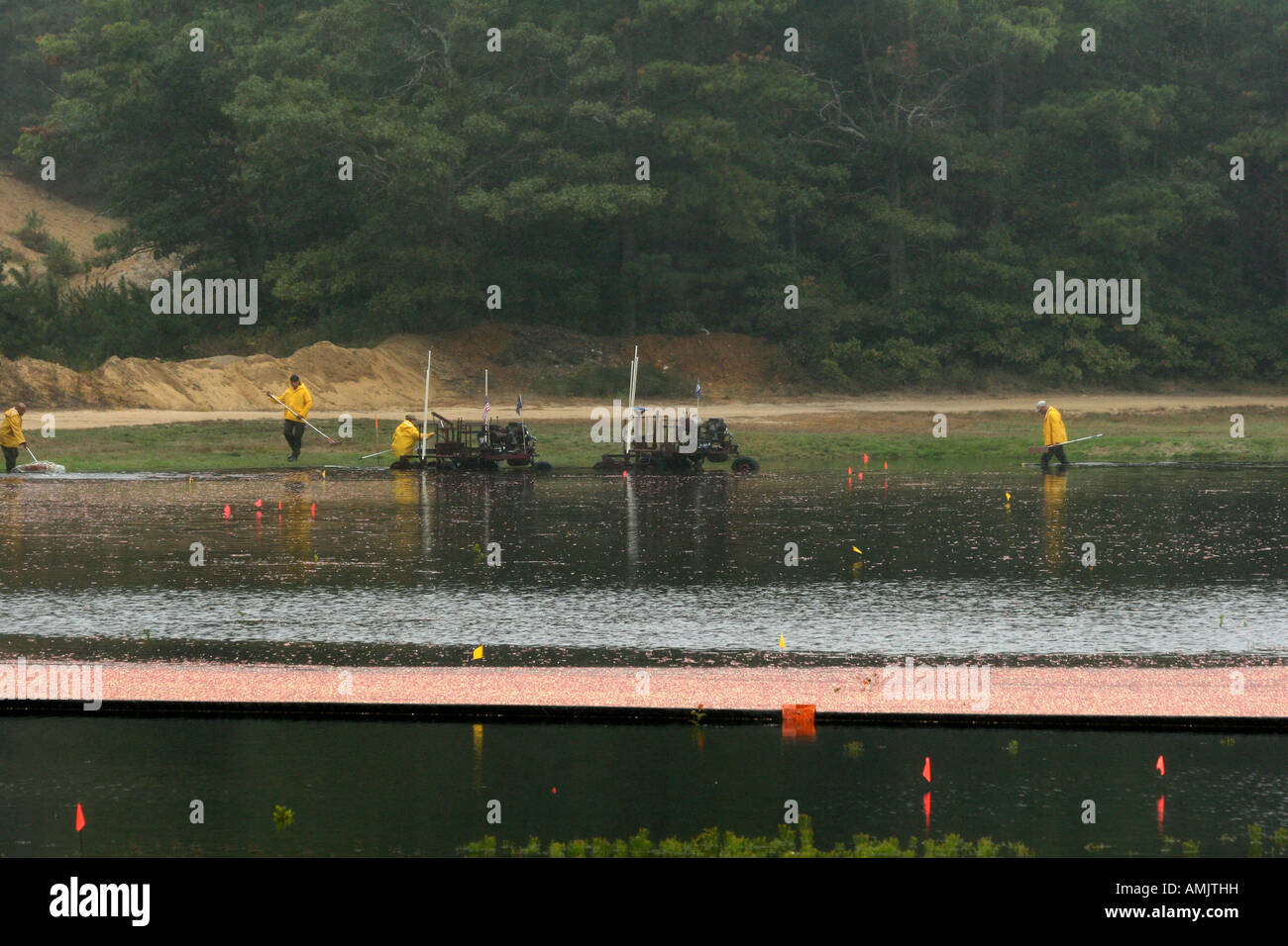 Cranberry Harvesting Plymouth New England Massachusetts USA United